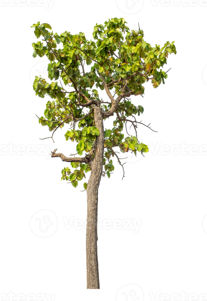 Green tree isolated on transparent background with clipping path and alpha channel. png