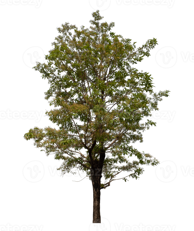 Tree isolated on transparent background with clipping path and alpha channel. png
