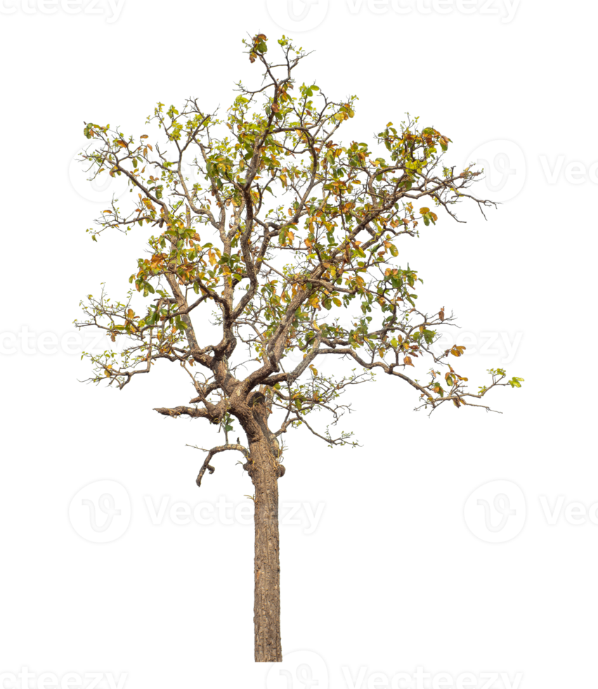 Tree isolated on transparent background with clipping path and alpha channel. png