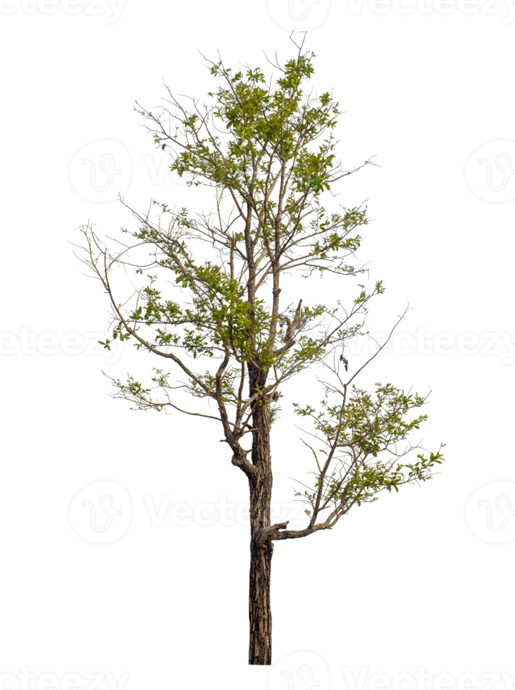 Tree isolated on transparent background with clipping path and alpha channel. png