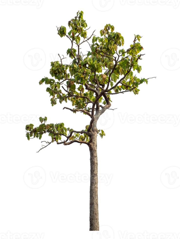 Tree isolated on transparent background with clipping path and alpha channel. png