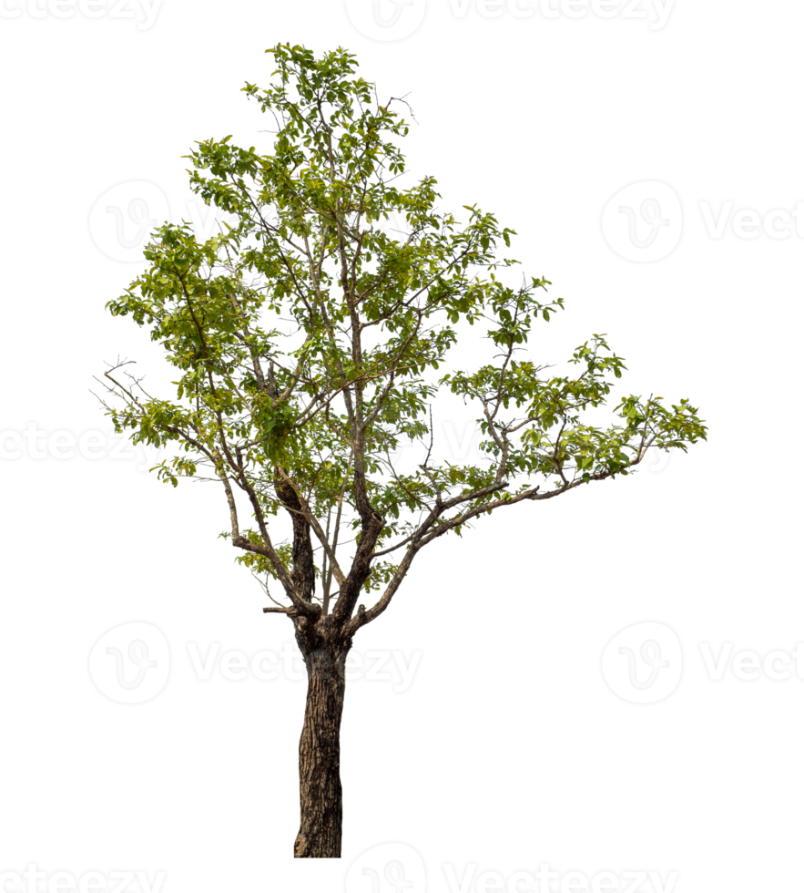 Green tree isolated on transparent background png