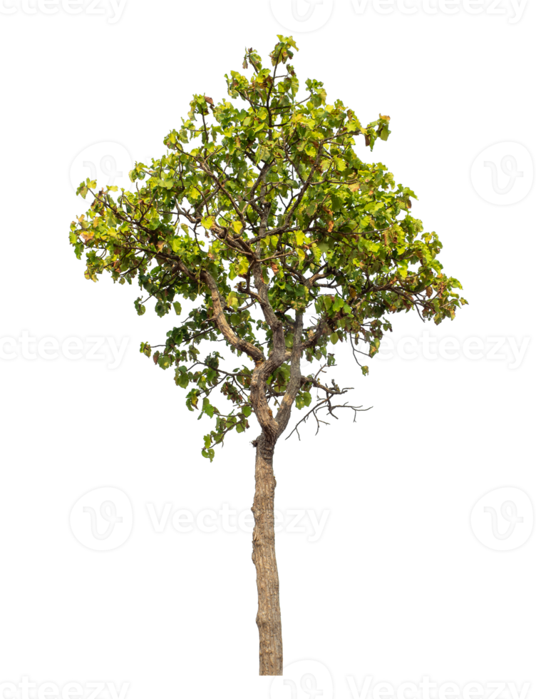 Tree isolated on transparent background with clipping path and alpha channel. png