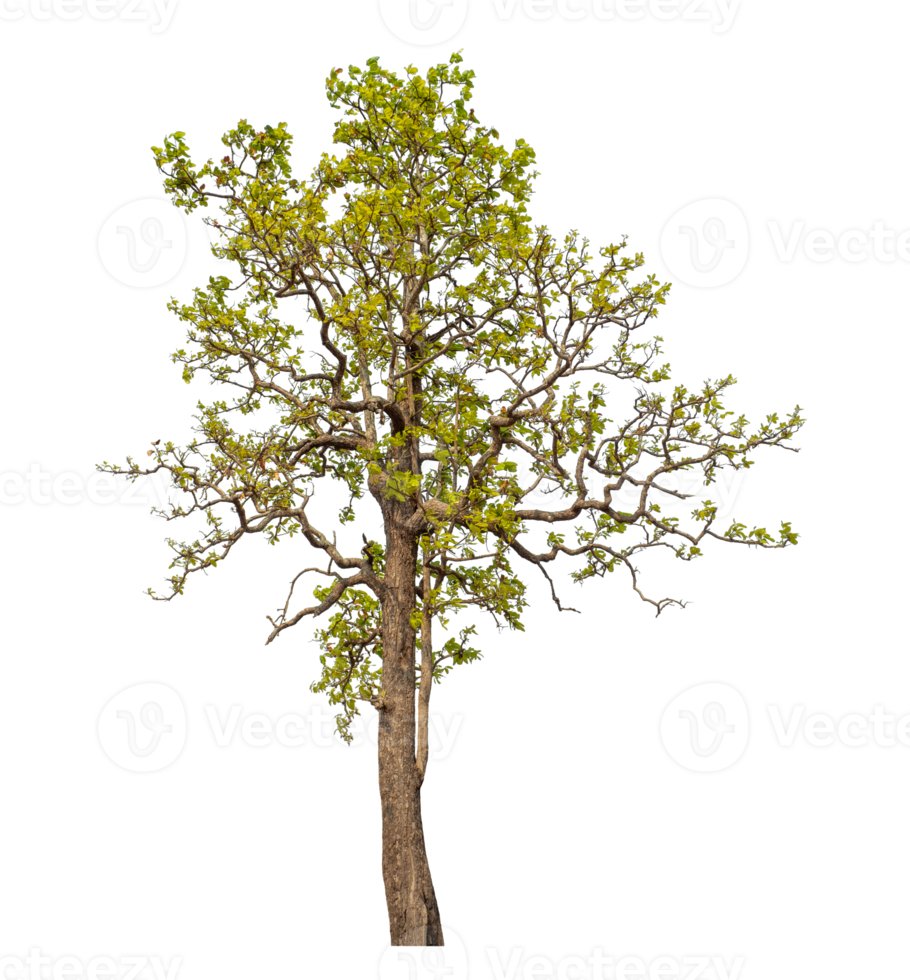Tree isolated on transparent background with clipping path and alpha channel. png