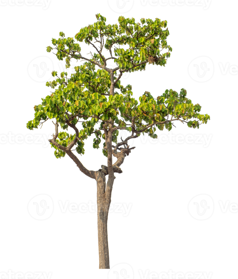 Green tree isolated on transparent background with clipping path and alpha channel. png