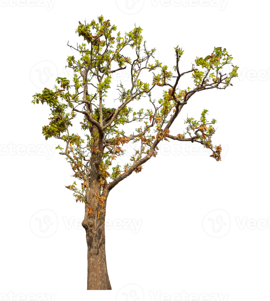 Tree isolated on transparent background. png