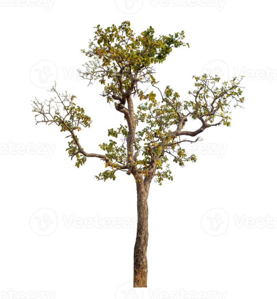 Tree isolated on transparent background. png