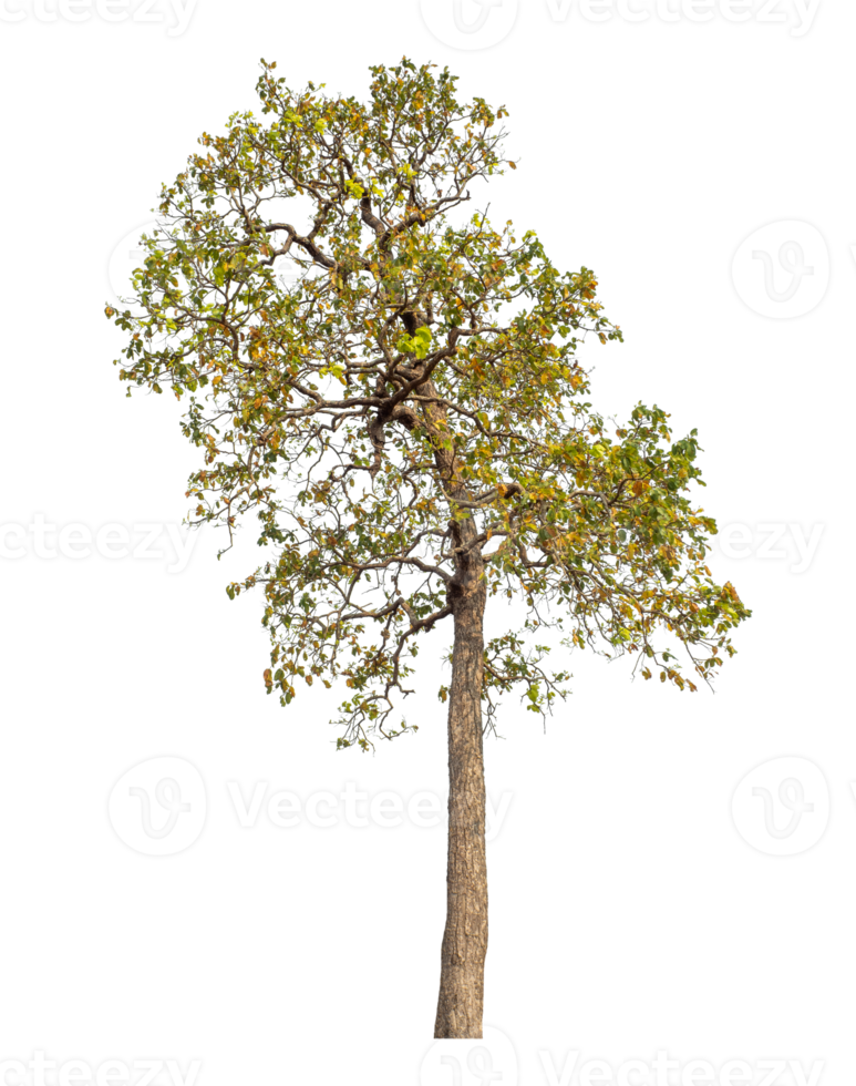 Tree isolated on transparent background with clipping path and alpha channel. png