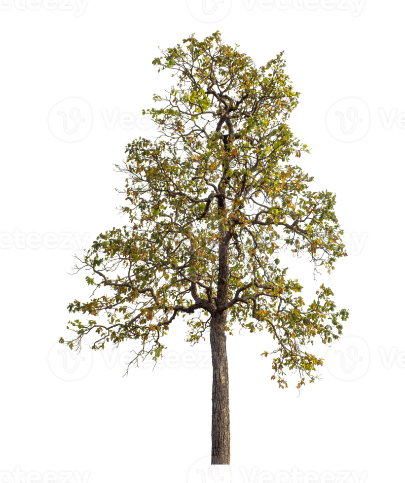 Tree isolated on transparent background with clipping path and alpha channel. png