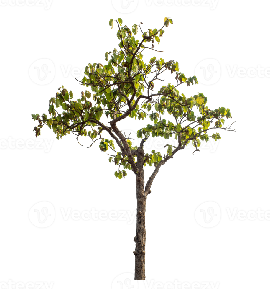 Tree isolated on transparent background with clipping path and alpha channel. png