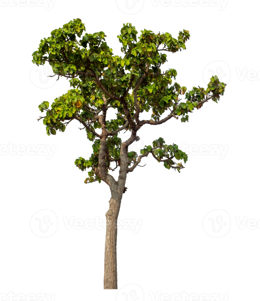 Green tree isolated on transparent background with clipping path and alpha channel. png