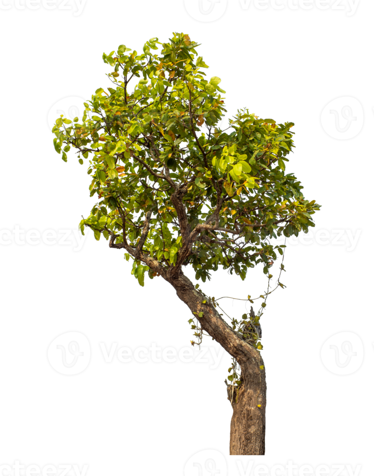 Tree isolated on transparent background with clipping path and alpha channel. png