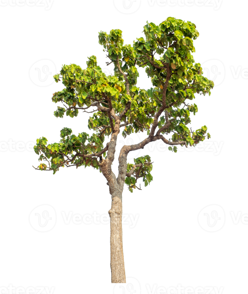 Tree isolated on transparent background with clipping path and alpha channel. png
