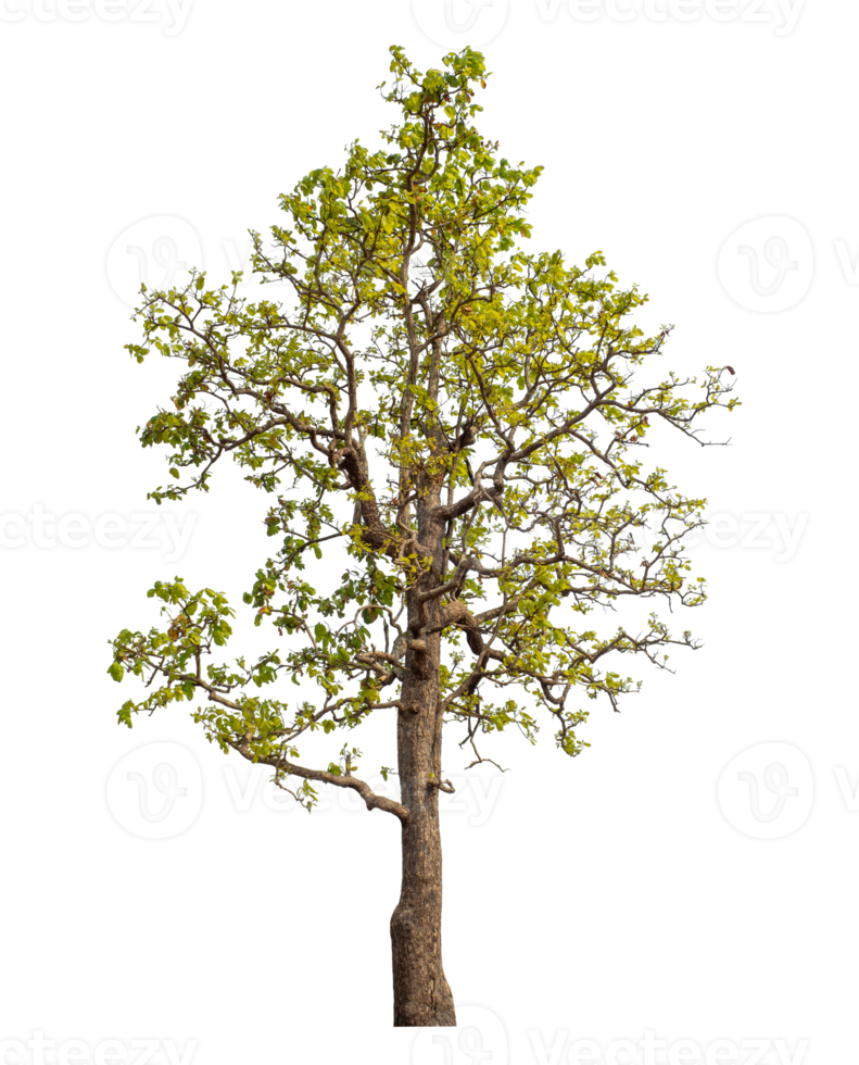 Tree isolated on transparent background with clipping path and alpha channel. png