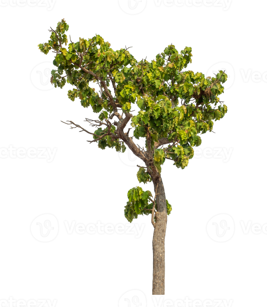 Green tree isolated on transparent background png