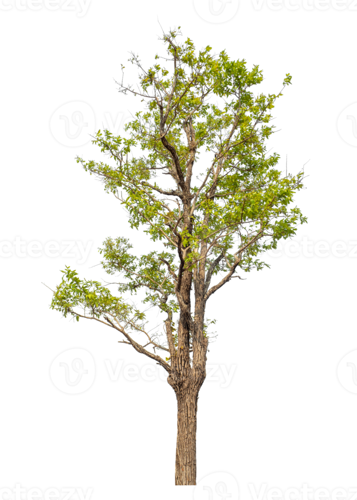 Green tree isolated on transparent background with clipping path and alpha channel. png