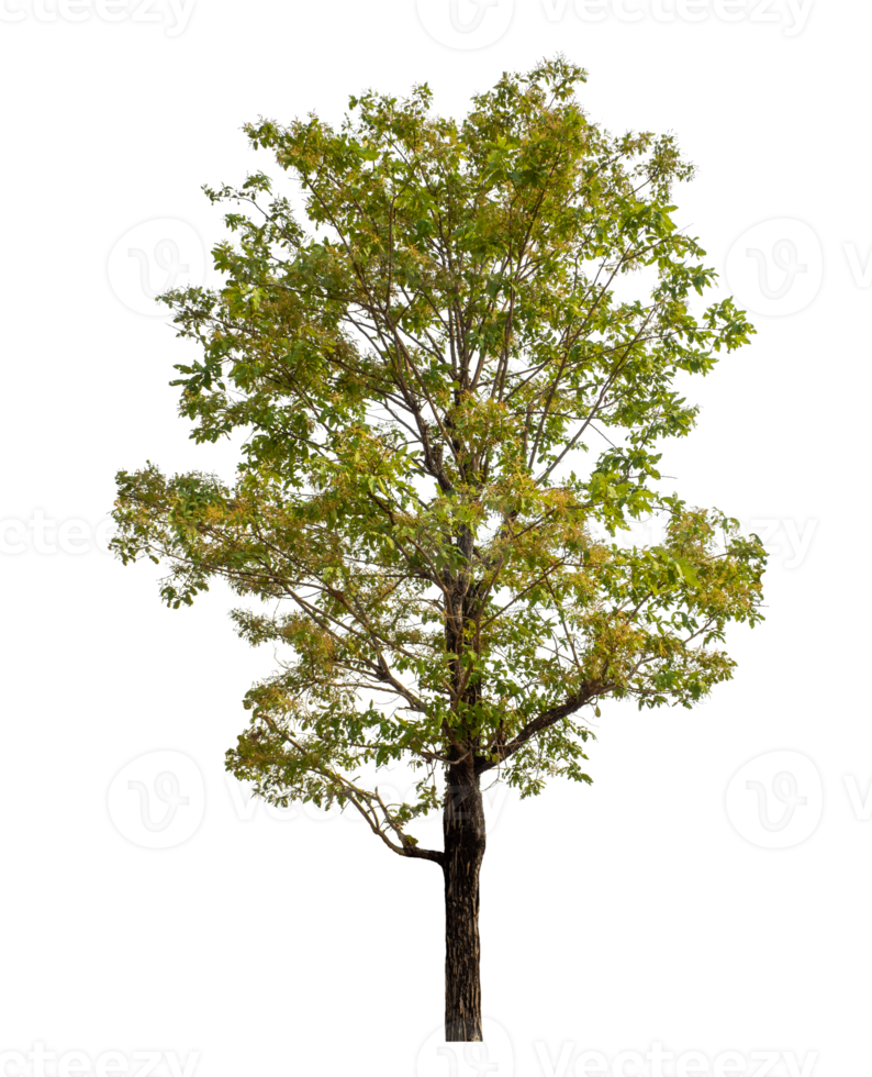 Tree isolated on transparent background with clipping path and alpha channel. png