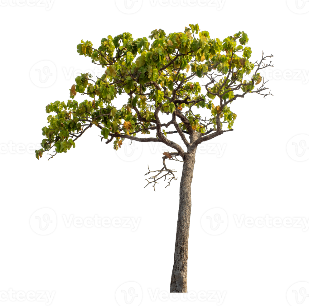 Tree isolated on transparent background with clipping path and alpha channel. png