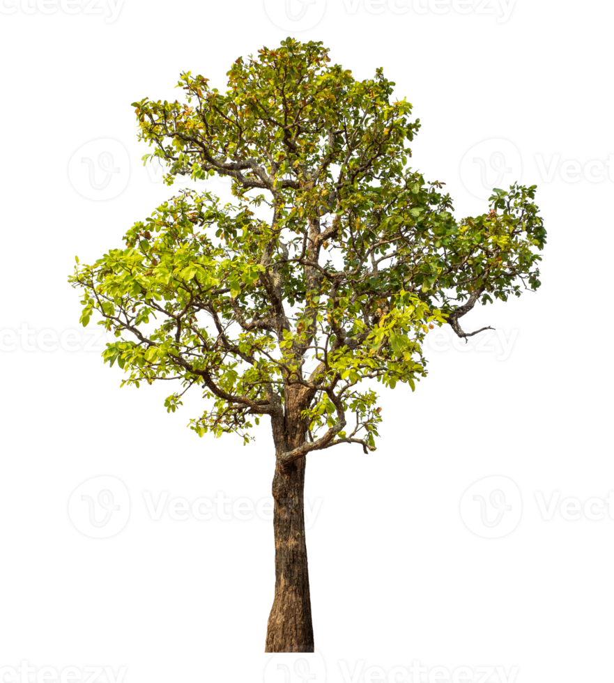 Tree isolated on transparent background with clipping path and alpha channel. png