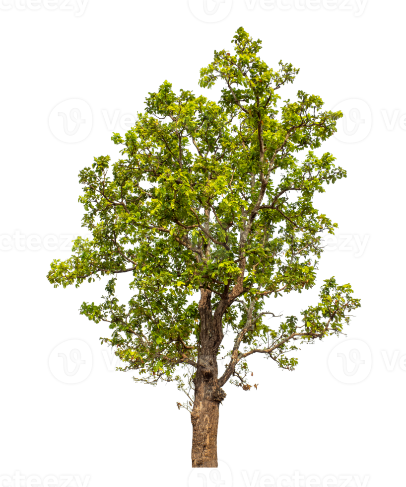 Green tree isolated on transparent background with clipping path and alpha channel. png