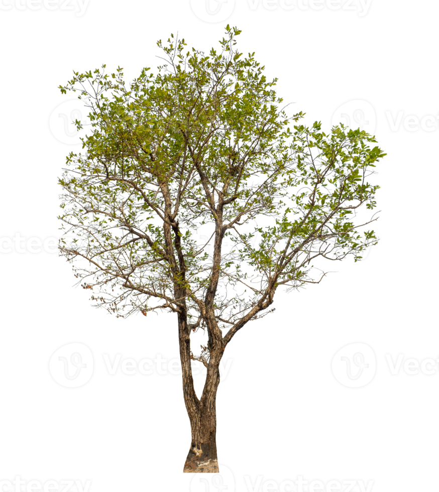 Green tree isolated on transparent background . png