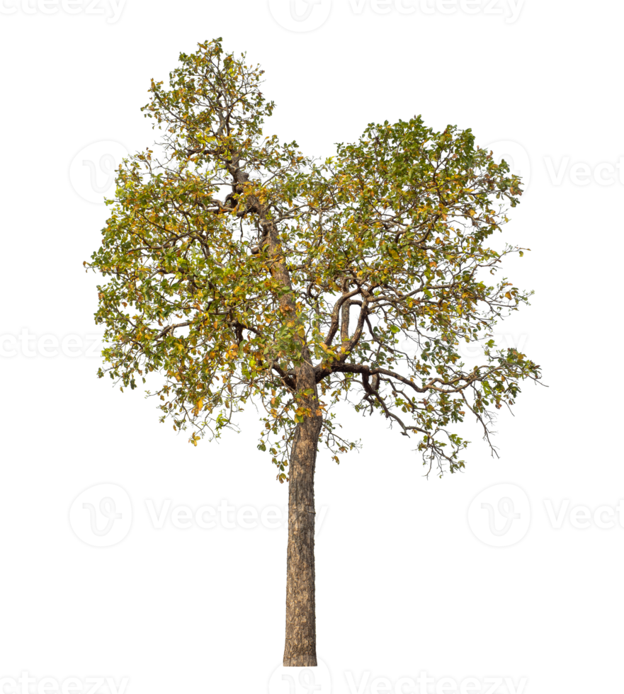 Tree isolated on transparent background with clipping path and alpha channel. png