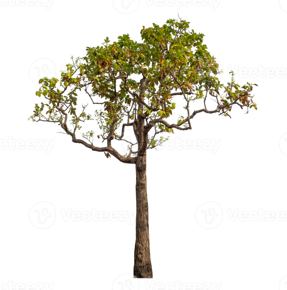 Tree isolated on transparent background. png