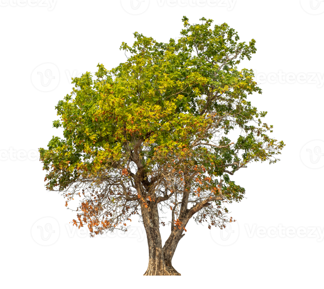 Tree isolated on transparent background with clipping path and alpha channel. png