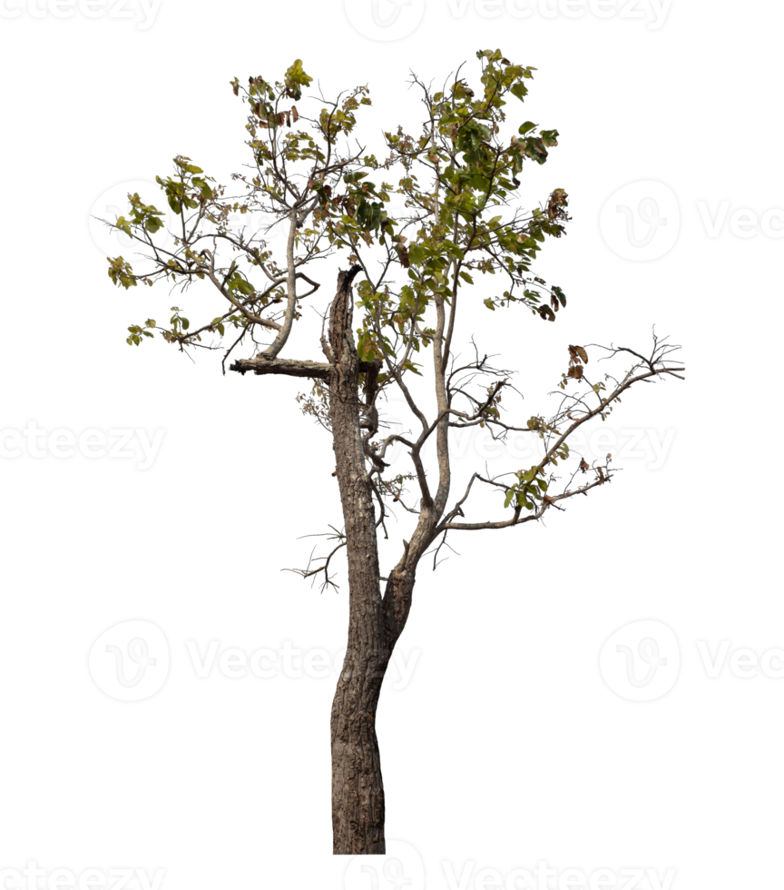 Tree isolated on transparent background with clipping path and alpha channel. png
