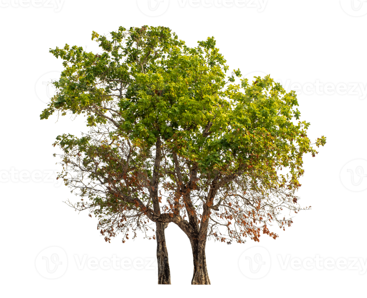 Green tree isolated on transparent background . png