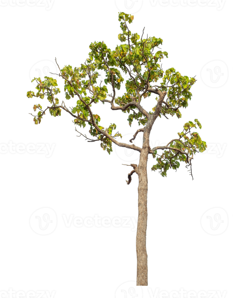 Tree isolated on transparent background with clipping path and alpha channel. png