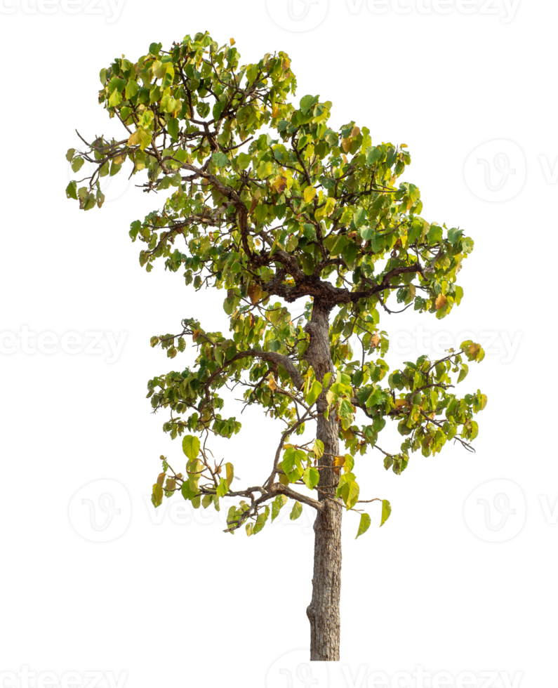 Tree isolated on transparent background with clipping path and alpha channel. png