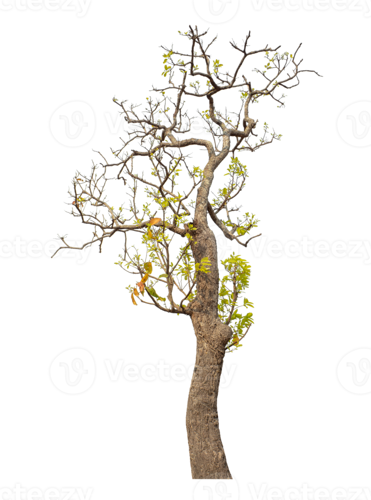 Tree isolated on transparent background. png