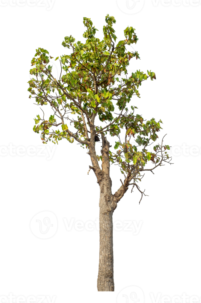Tree isolated on transparent background with clipping path and alpha channel. png