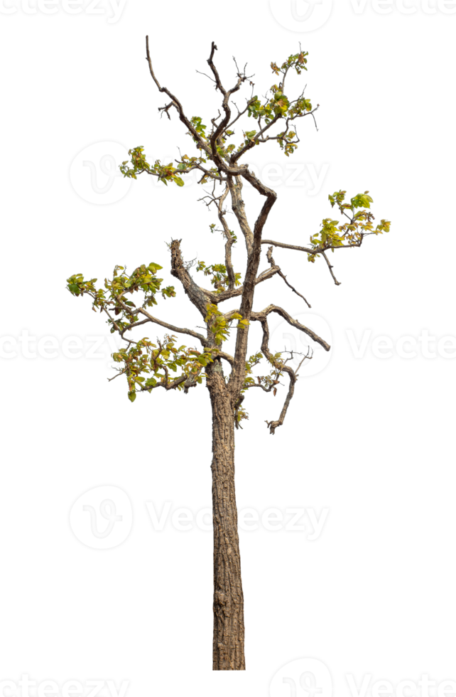 Tree isolated on transparent background with clipping path and alpha channel. png