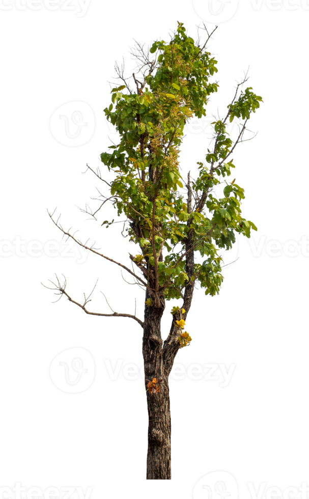 Green tree isolated on transparent background with clipping path and alpha channel. png