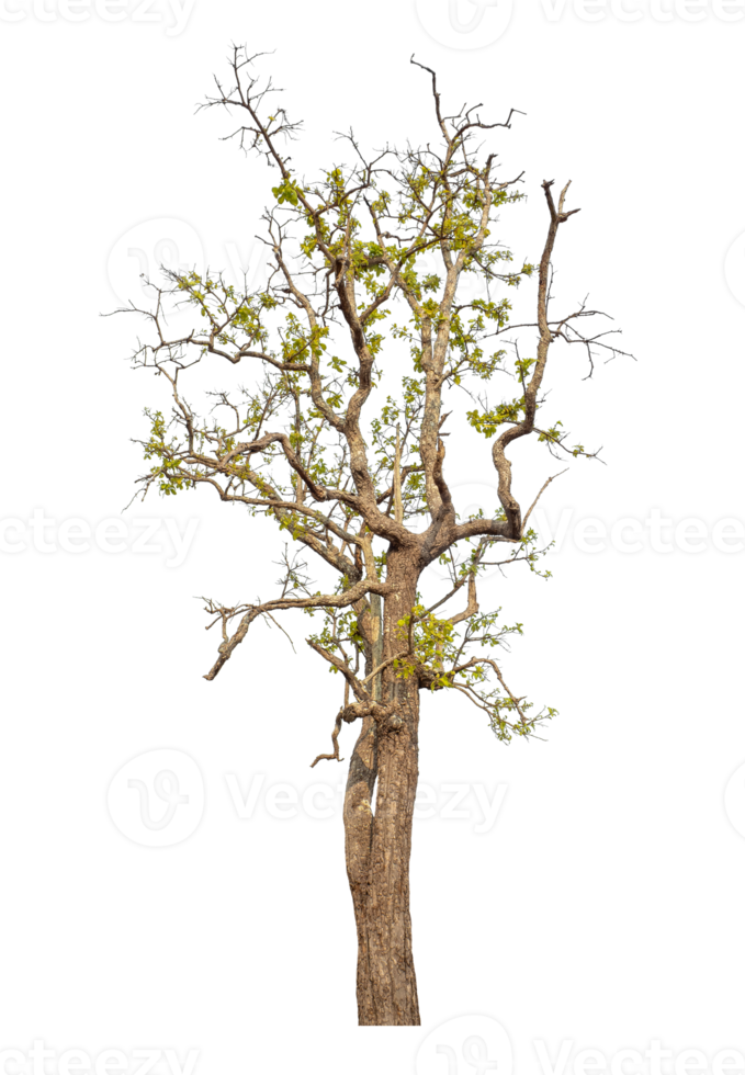 Tree isolated on transparent background with clipping path and alpha channel. png