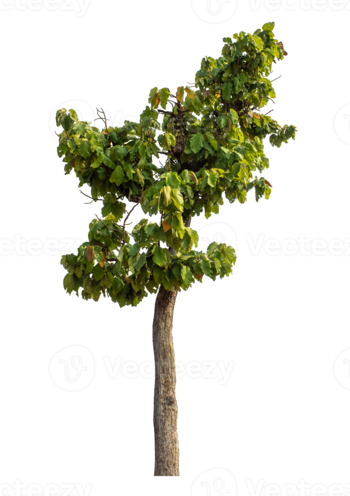 Green tree isolated on transparent background with clipping path and alpha channel. png
