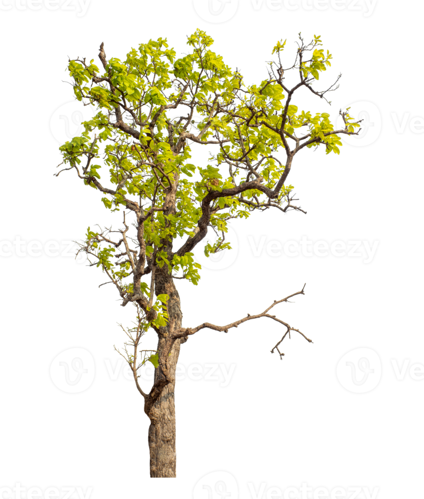 Tree isolated on transparent background with clipping path and alpha channel. png