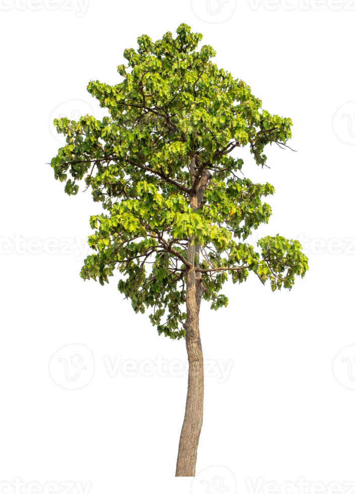 Green tree isolated on transparent background with clipping path and alpha channel. png