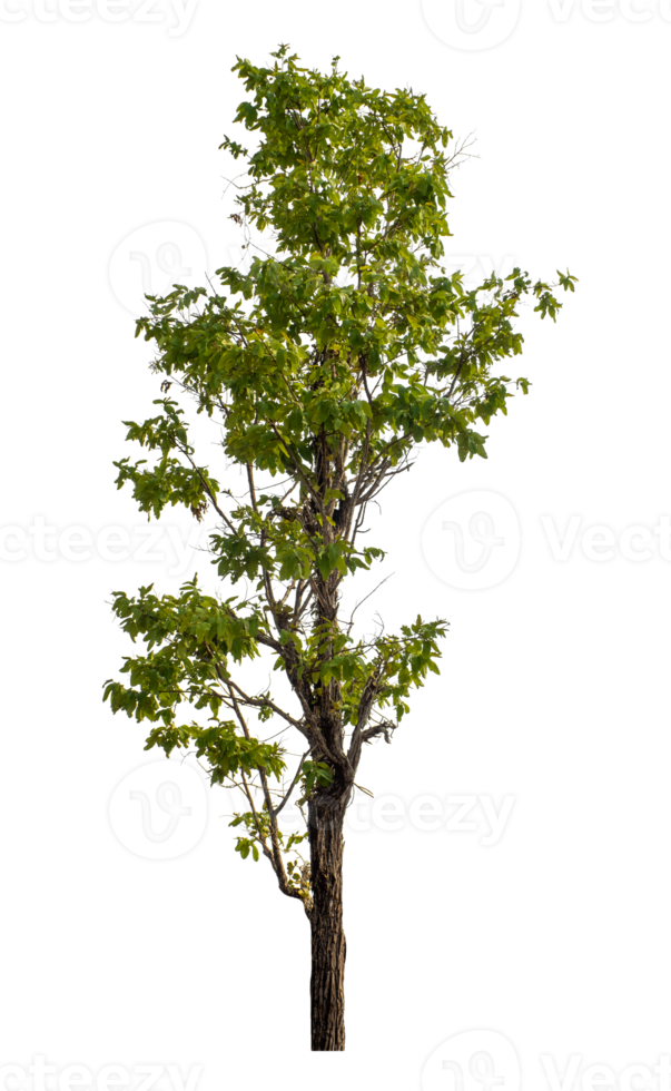 Green tree isolated on transparent background with clipping path and alpha channel. png