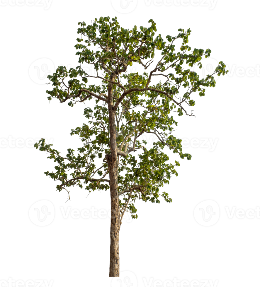 Green tree isolated on transparent background with clipping path and alpha channel. png