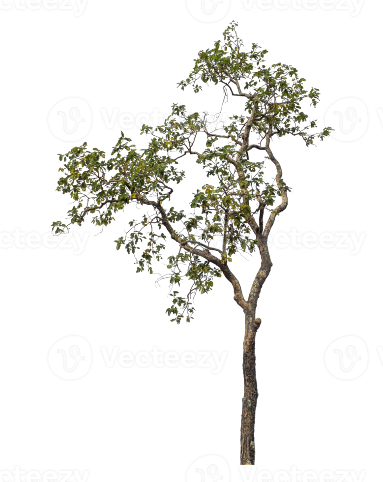 Tree isolated on transparent background with clipping path and alpha channel. png