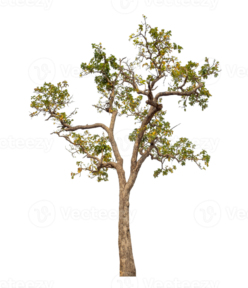 Tree isolated on transparent background. png