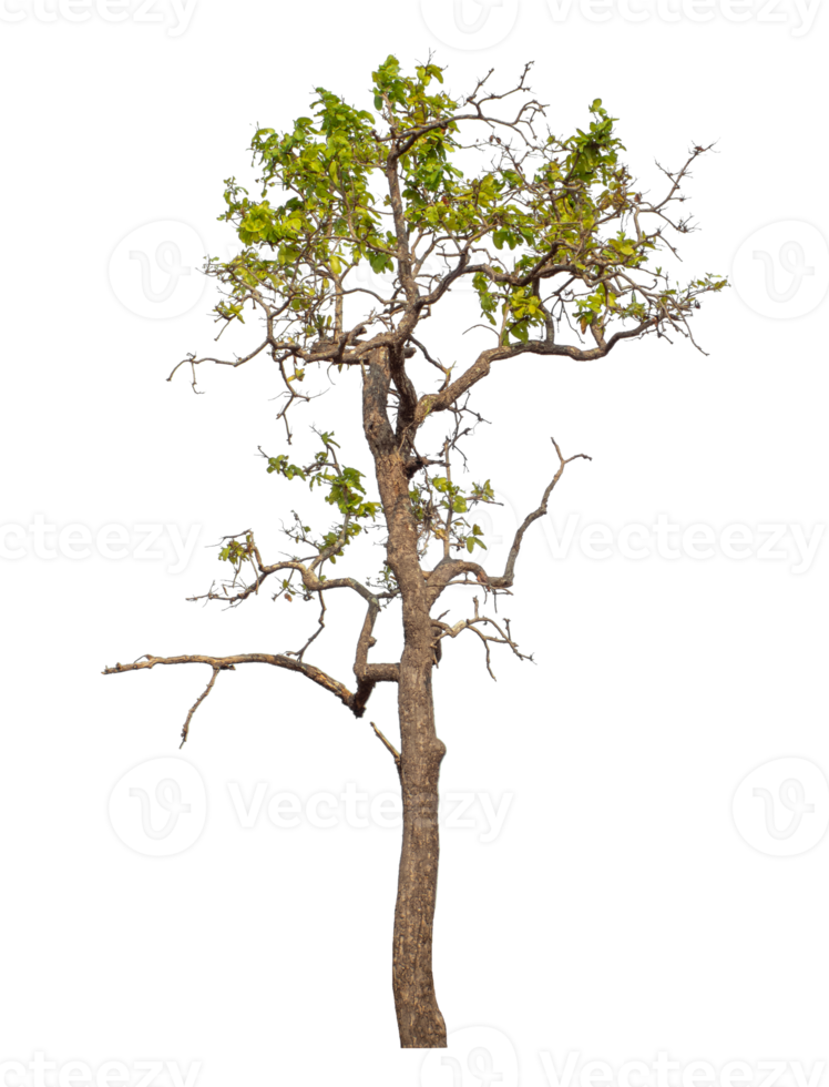 Green tree isolated on transparent background with clipping path and alpha channel. png