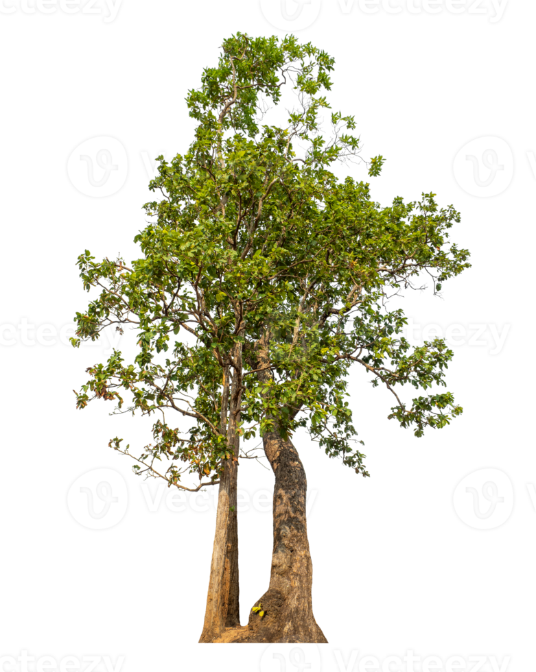 Green tree isolated on transparent background with clipping path and alpha channel. png