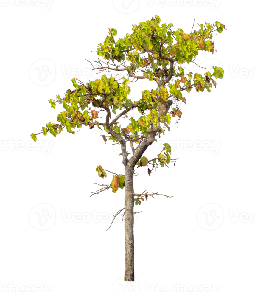 Tree isolated on transparent background. png