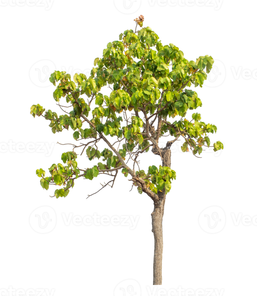 Tree isolated on transparent background with clipping path and alpha channel. png
