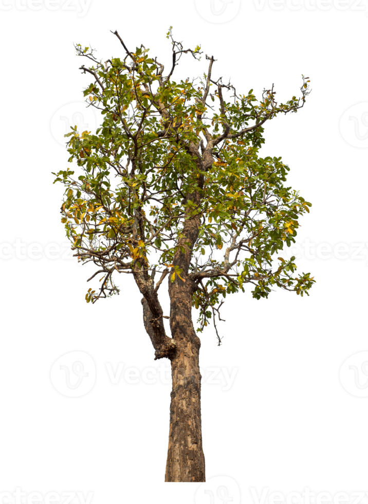 Tree isolated on transparent background with clipping path and alpha channel. png