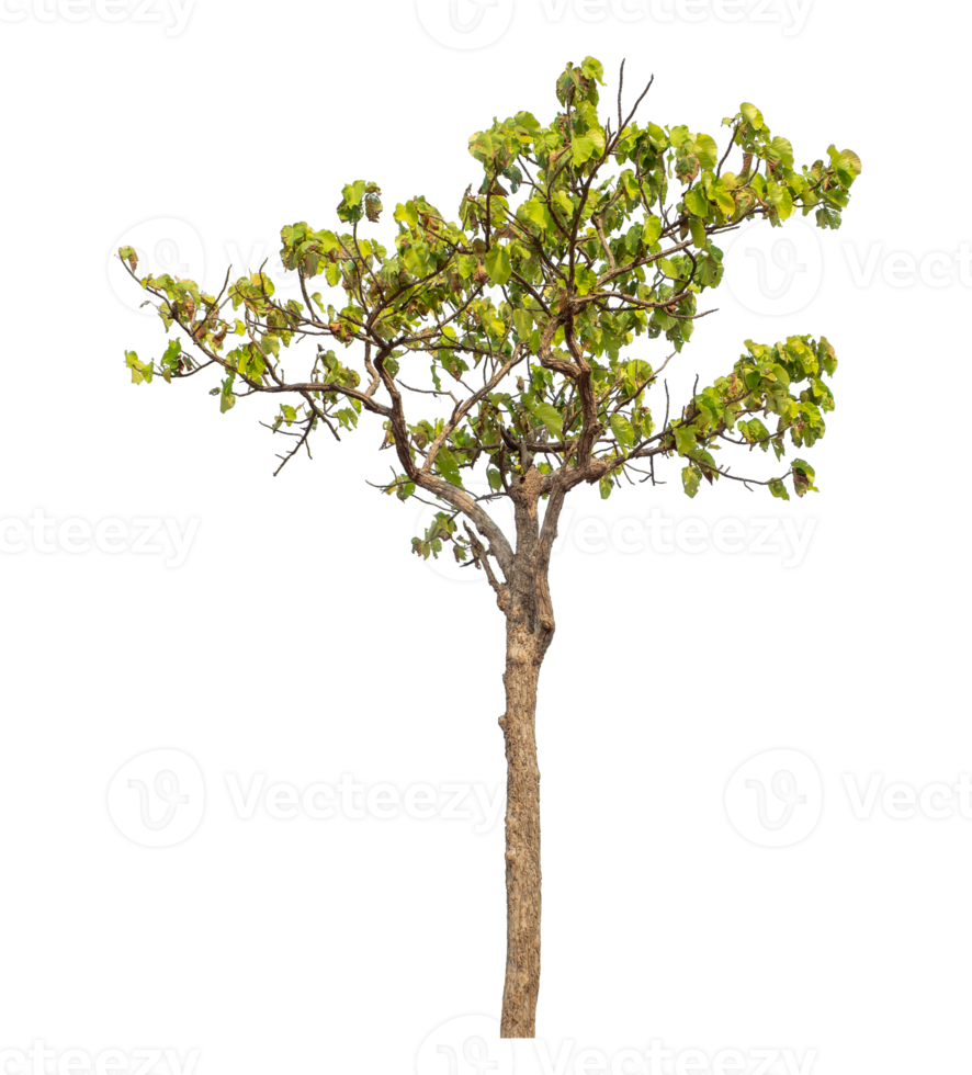 Tree isolated on transparent background with clipping path and alpha channel. png